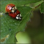 Yvette Maréchal - Deux coccinelles